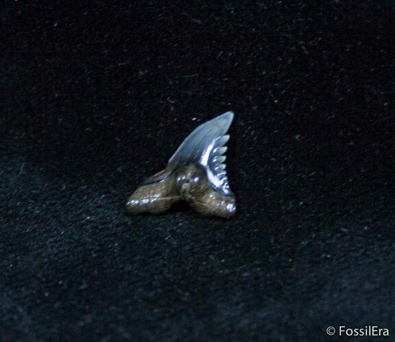 Hemipristis Curvatus Fossil Shark Tooth #1428